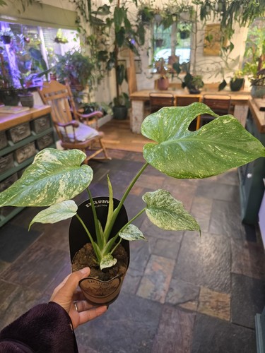 Monstera deliciosa mint - monstera,