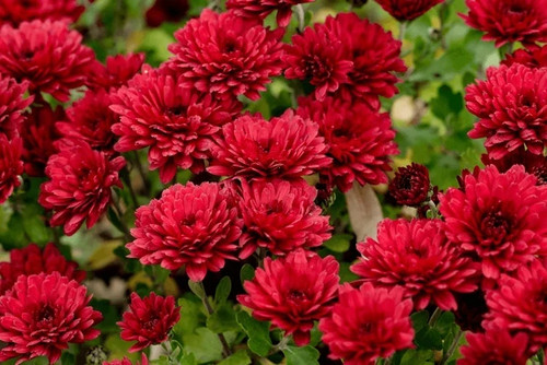Hardy chrysanthemum wendy - chrysanthemum, 'wendy