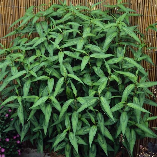 Vietnamese coriander garden - vietnamese,