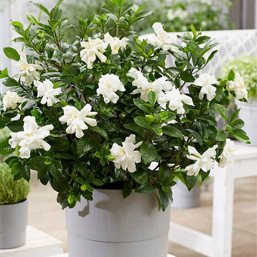 Gardenia jasminoides cape - gardenia,